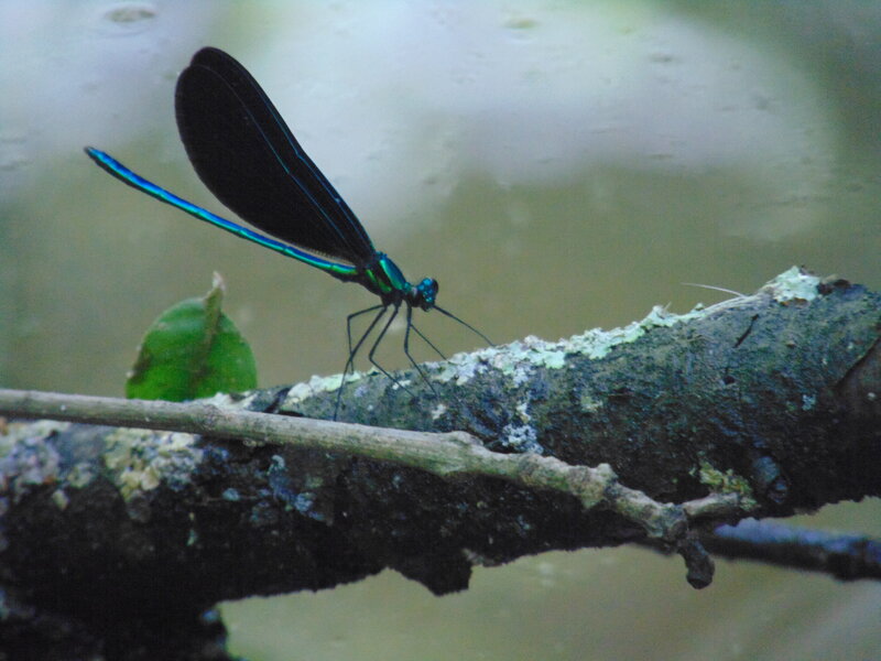 Blue Dragonfly on Branch — Black