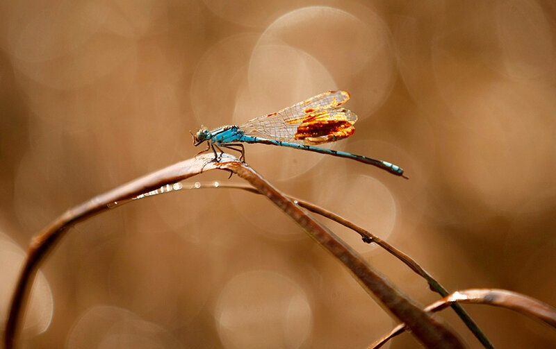Blue Dragonfly on Branch — Brown, Serene, Sunset