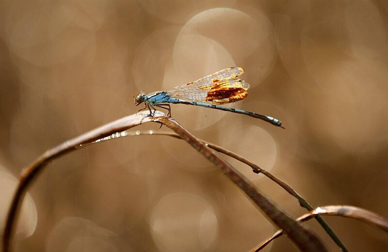Blue Dragonfly on Branch — Brown, Serene