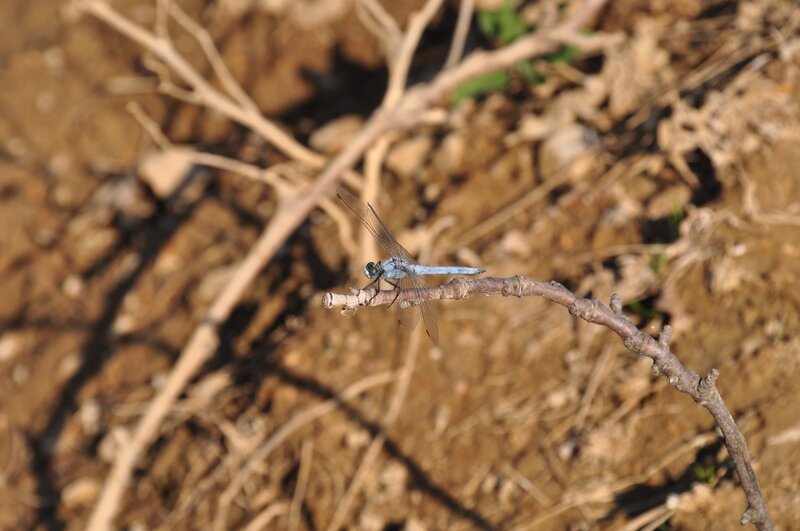 Blue Dragonfly on Branch — Brown