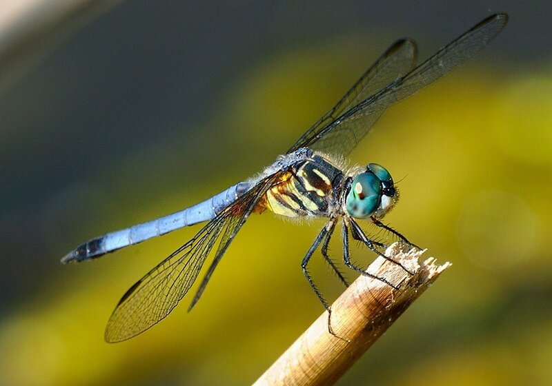 Blue Dragonfly on Branch — Calm, Afternoon