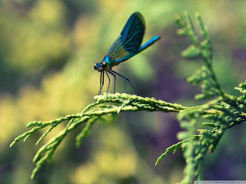 Blue Dragonfly on Branch — Serene