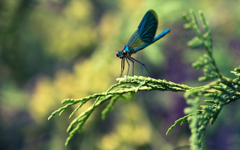 Blue Dragonfly on Branch