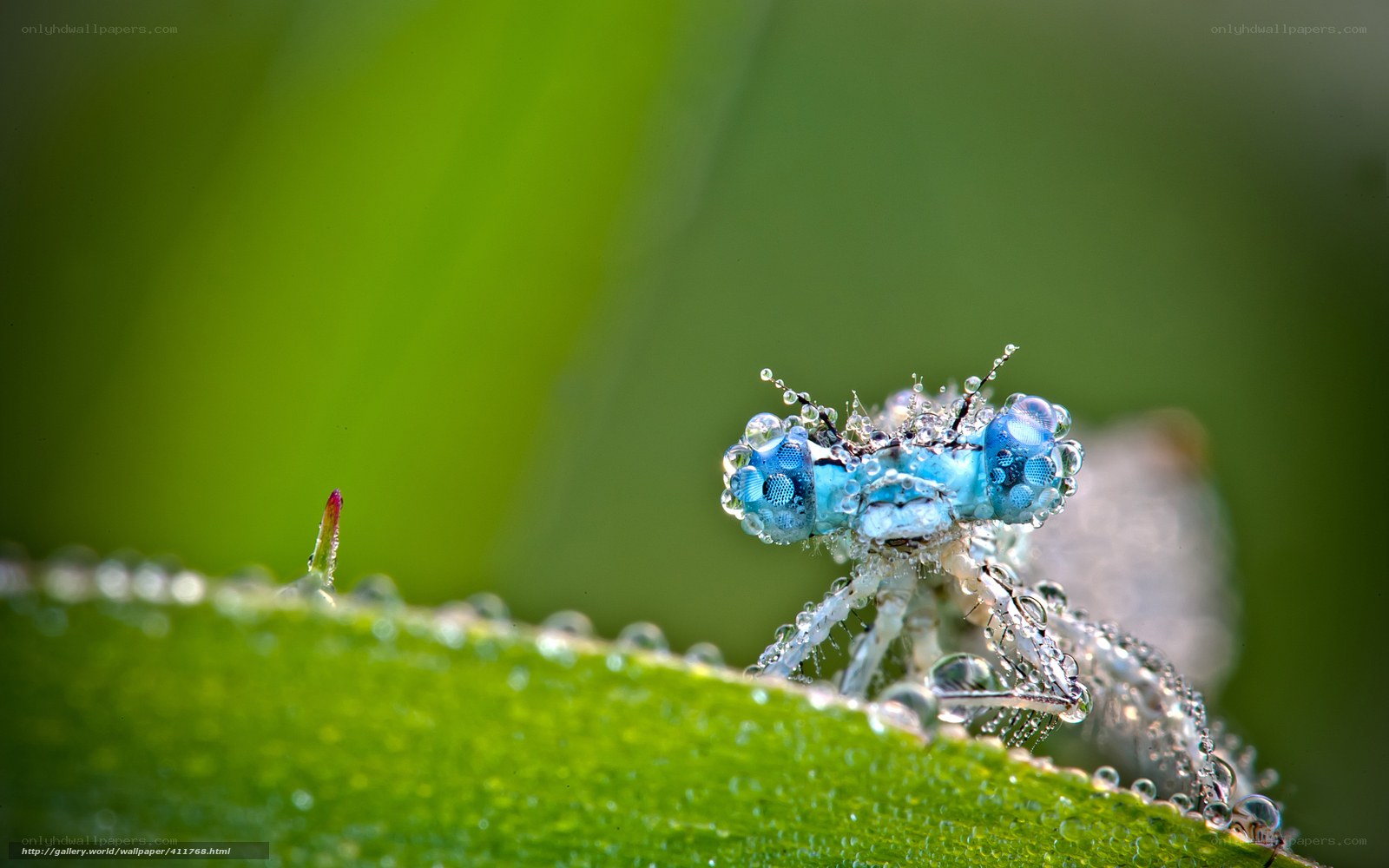 Blue dragonfly on dew-covered leaf