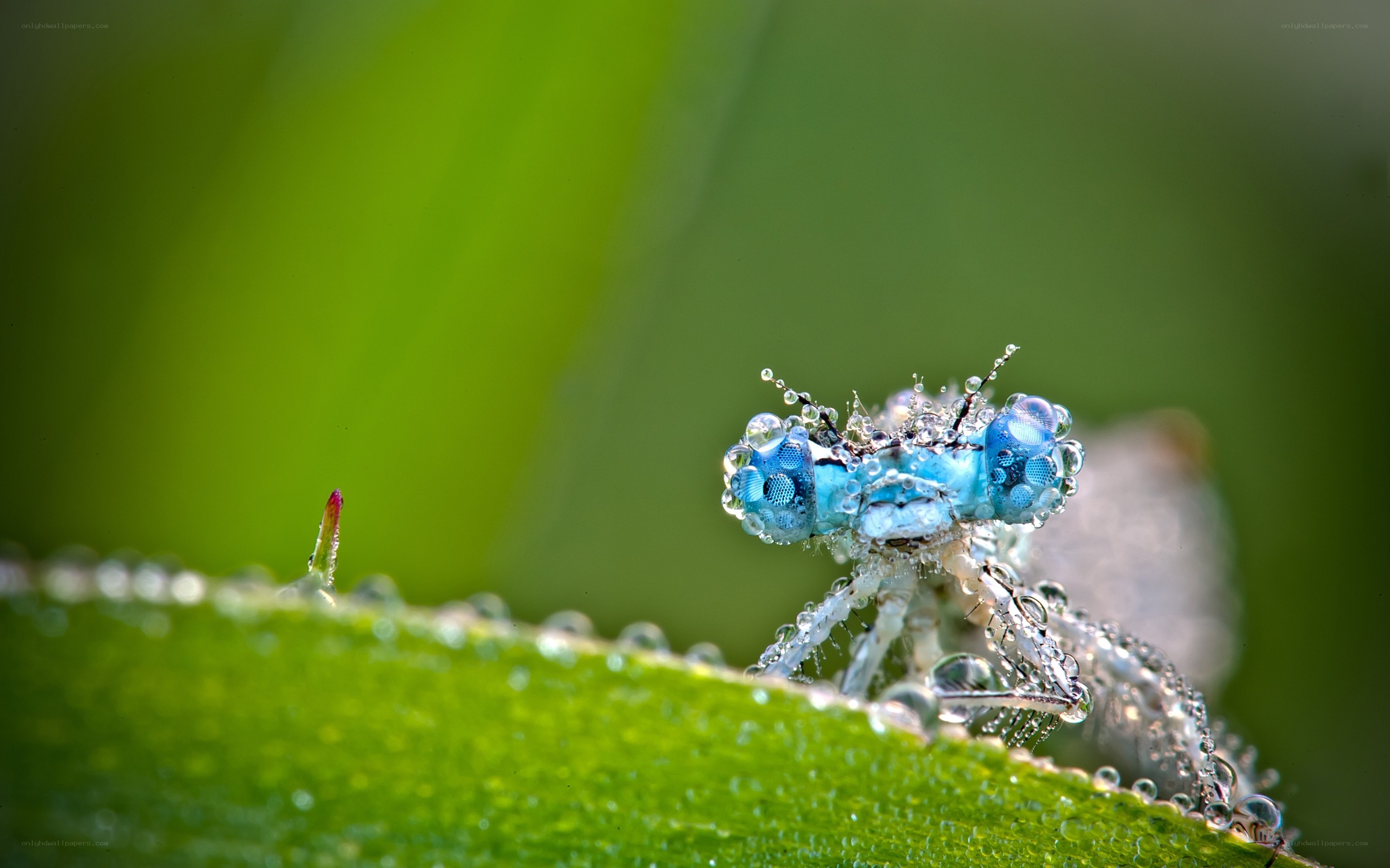 Blue dragonfly on dew-covered leaf
