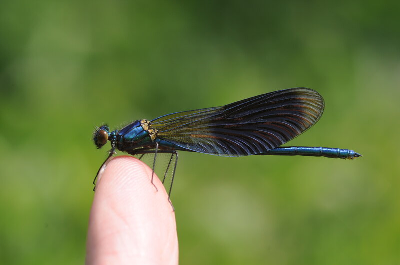 blue dragonfly on finger