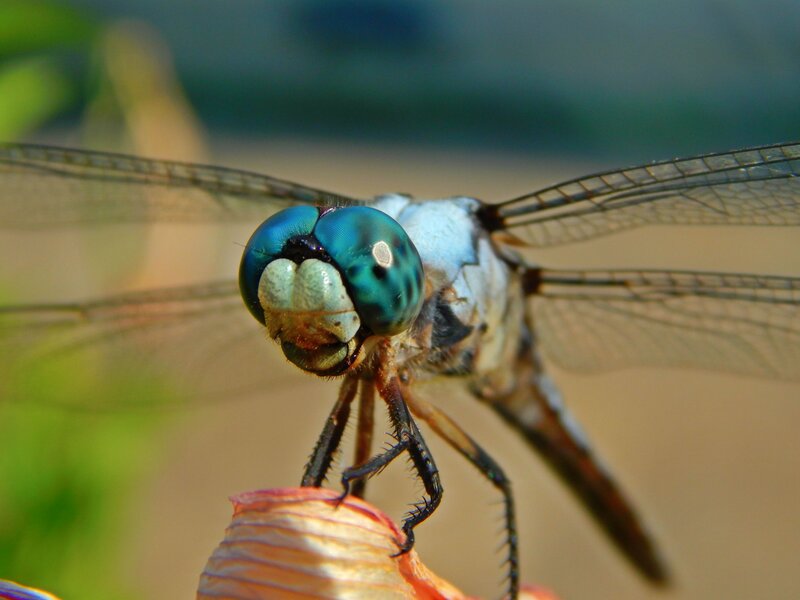 Blue Dragonfly on Flower — Calm, Afternoon