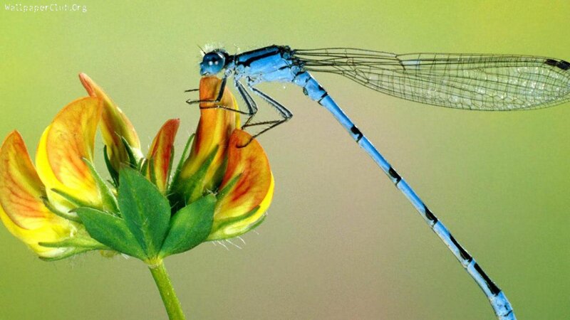 Blue Dragonfly on Flower — Calm