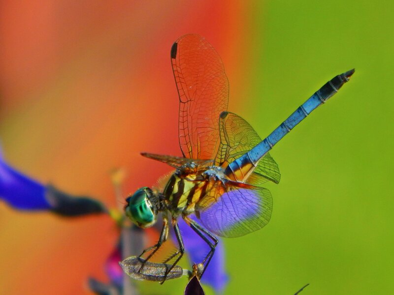 Blue Dragonfly on Flower — Green