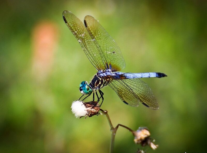 Blue Dragonfly on Flower