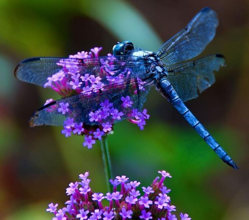 Blue Dragonfly on Flowers