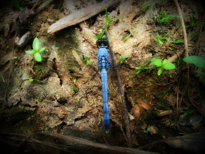 Blue dragonfly on forest floor