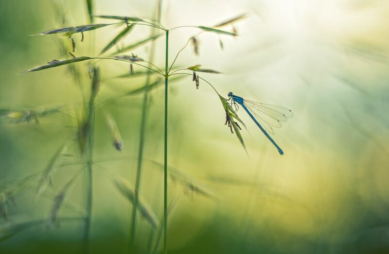 Blue Dragonfly on Grass