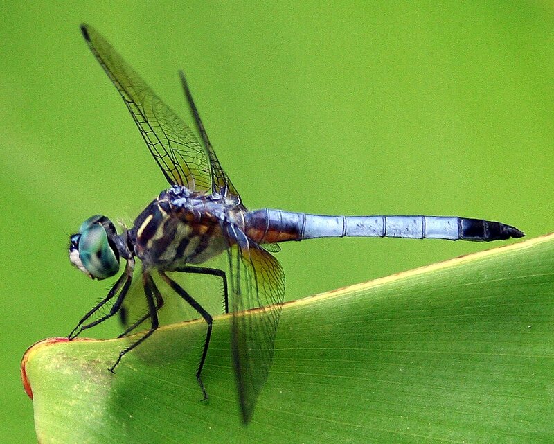 Blue dragonfly on green leaf