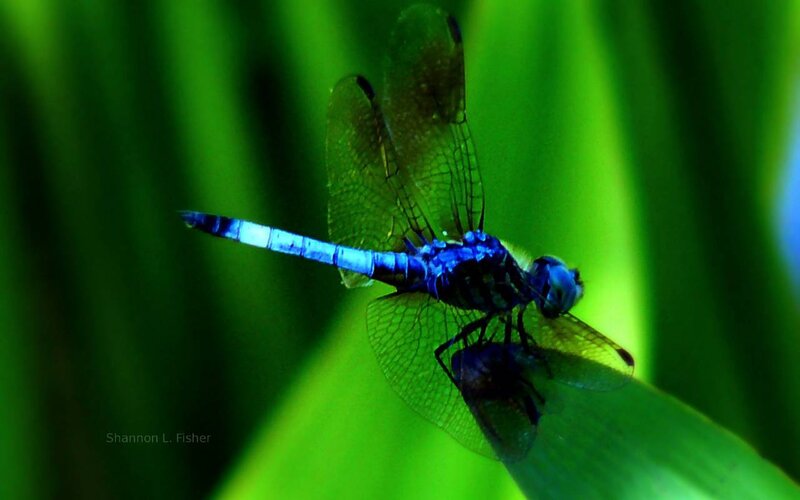 Blue dragonfly on green leaf