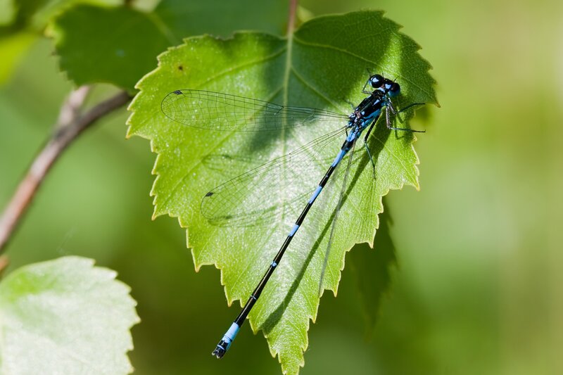 Blue dragonfly on green leaf