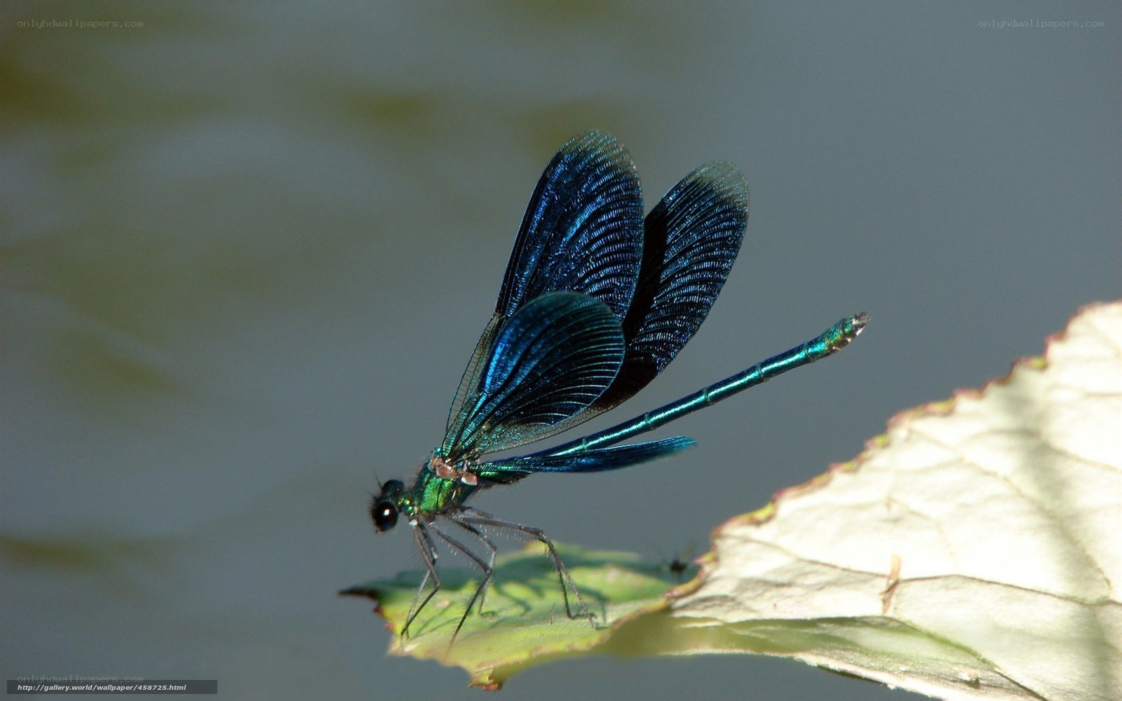 blue dragonfly on leaf