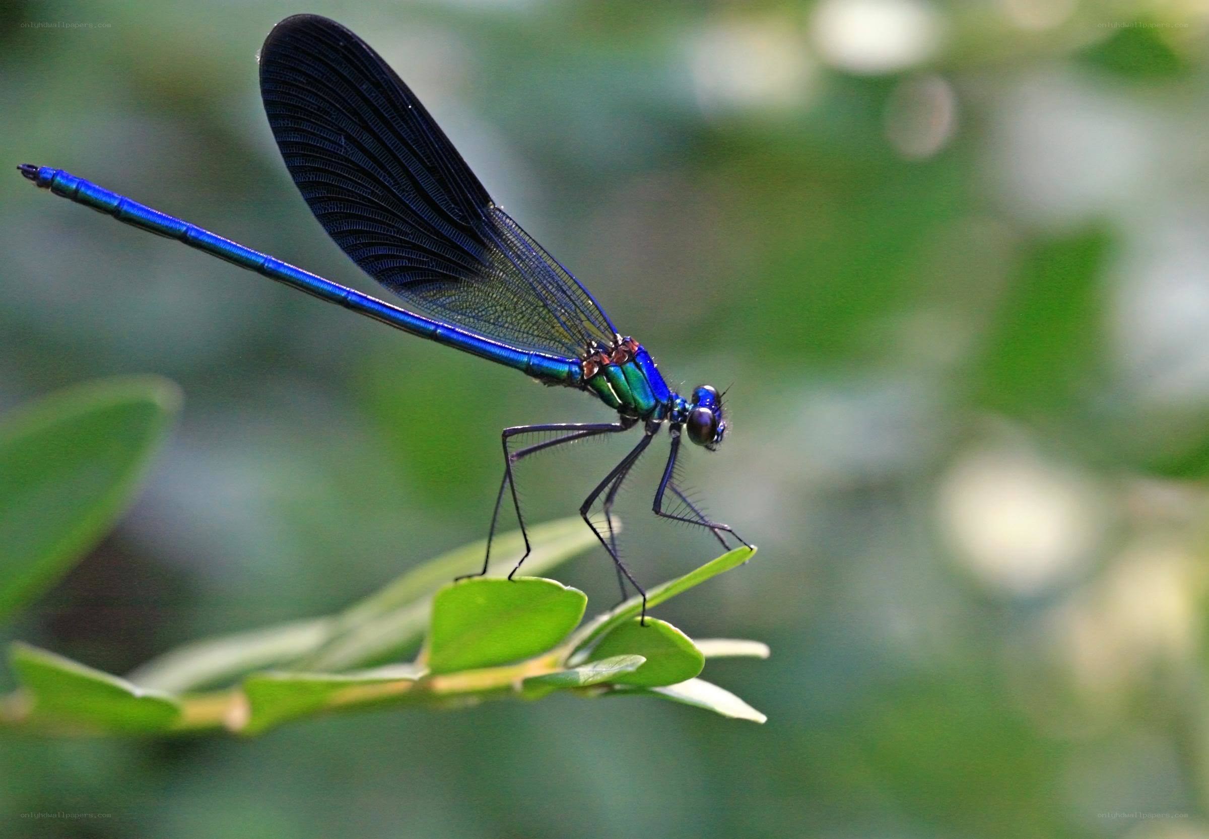blue dragonfly on leaf