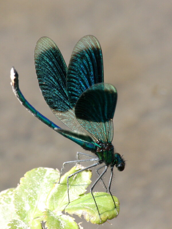 blue dragonfly on leaf