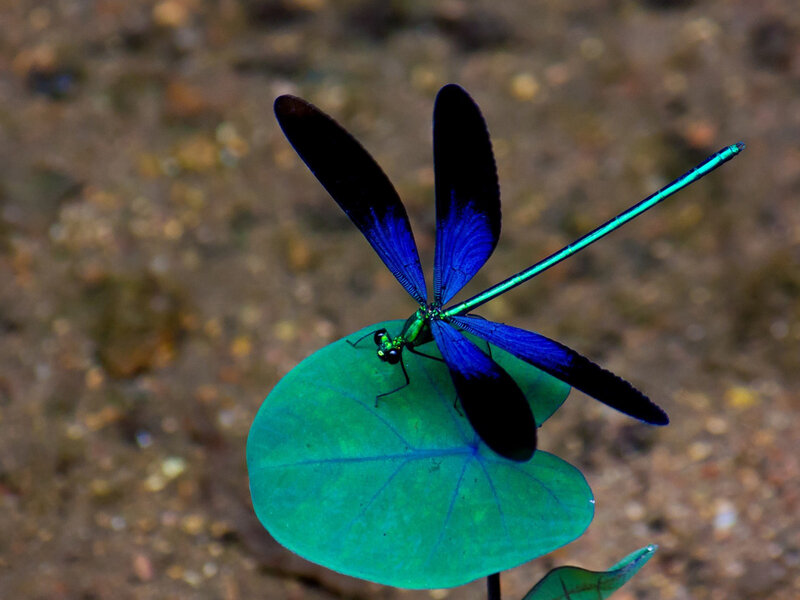 Blue Dragonfly on Leaf — Calm, Photograph