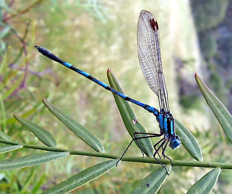 Blue Dragonfly on Leaf — Calm