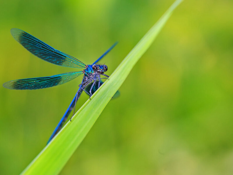 Blue Dragonfly on Leaf — Green, Calm, Afternoon