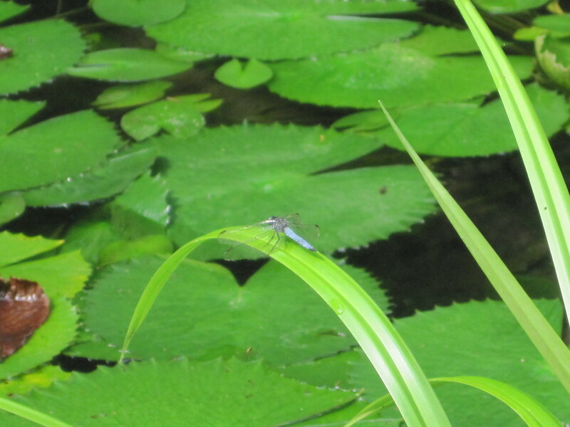 Blue Dragonfly on Leaf — Green, Calm