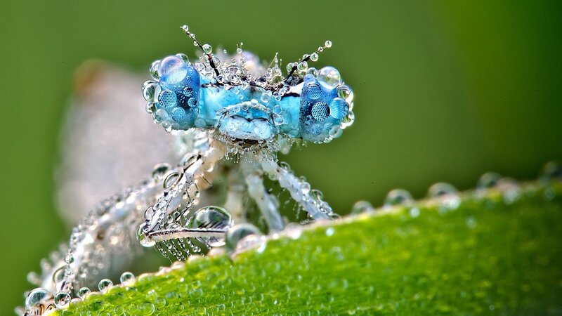 Blue Dragonfly on Leaf — Green, Natural, Morning