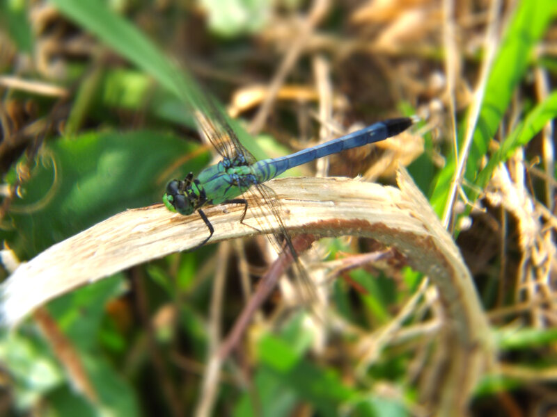 Blue Dragonfly on Leaf — Green, Natural
