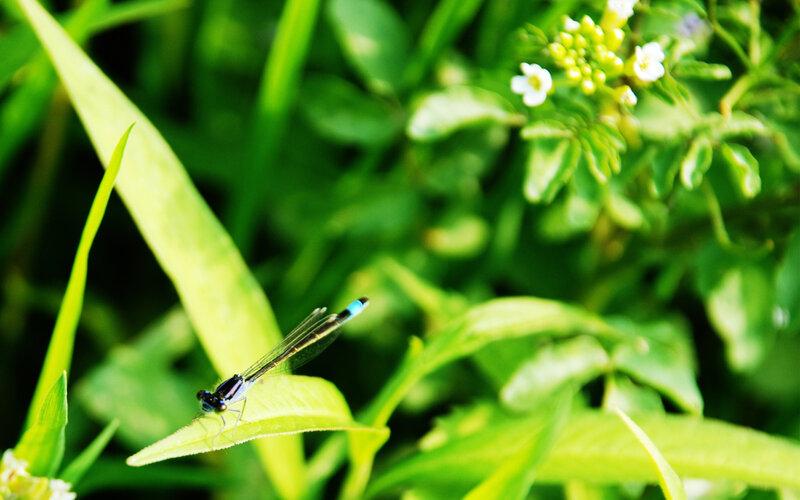 Blue Dragonfly on Leaf — Green, Serene, Afternoon, Photograph, Flowers