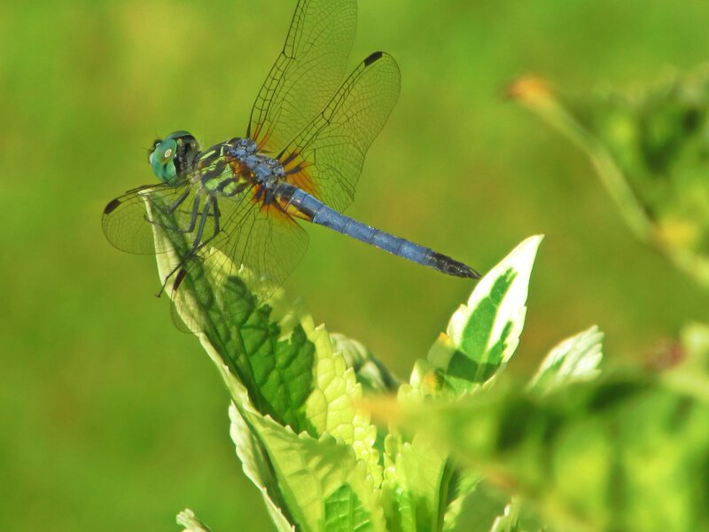 Blue Dragonfly on Leaf — Green, Serene, Afternoon, Photograph, Plant