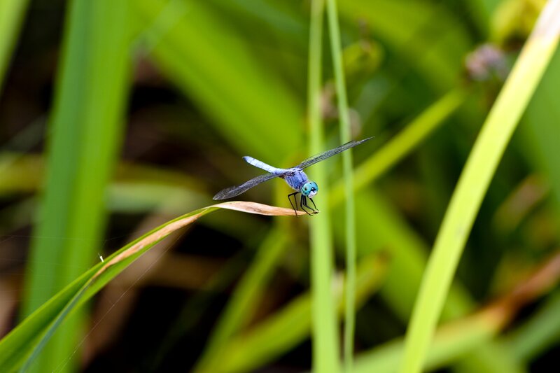 Blue Dragonfly on Leaf — Green, Serene, Afternoon