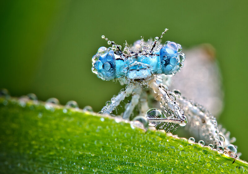Blue Dragonfly on Leaf — Green, Serene, Morning