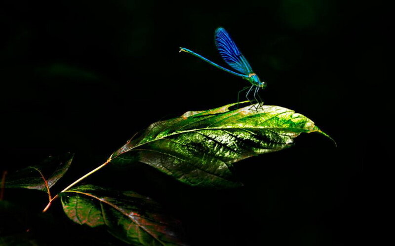 Blue Dragonfly on Leaf — Green