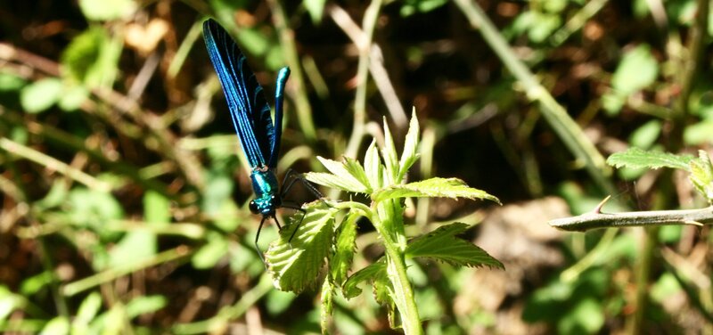 Blue Dragonfly on Leaf — Natural, Afternoon, Photograph