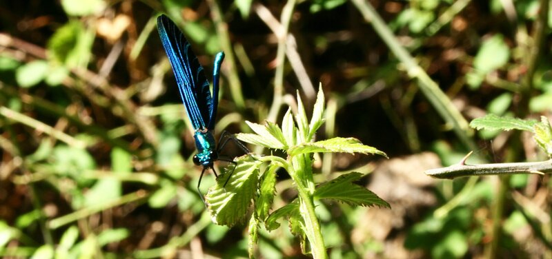 Blue Dragonfly on Leaf — Natural, Afternoon