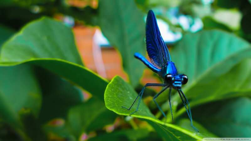 Blue Dragonfly on Leaf — Natural, Photograph