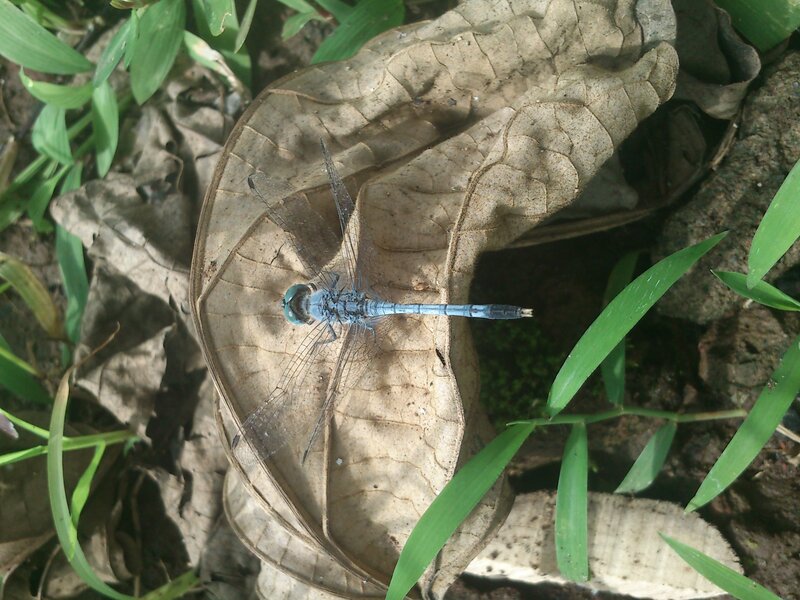 Blue Dragonfly on Leaf — Natural