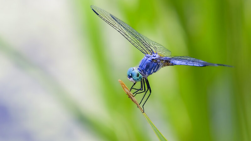 Blue Dragonfly on Leaf — Serene, Afternoon