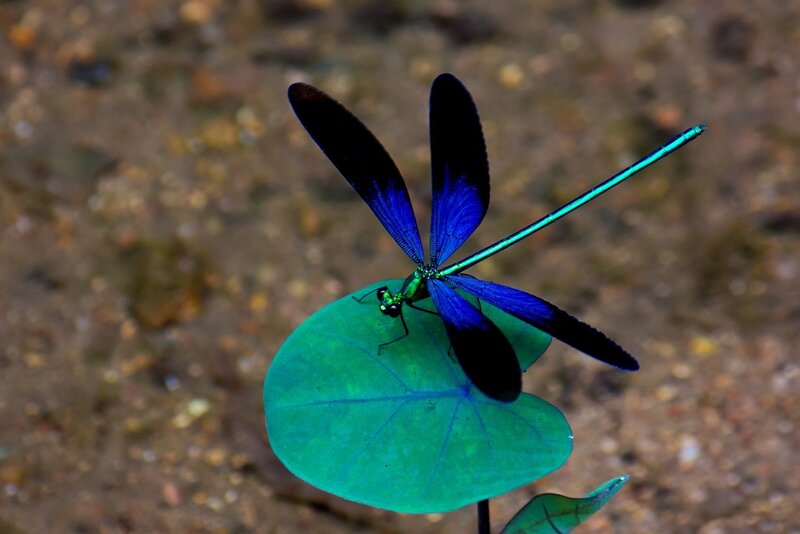 Blue Dragonfly on Leaf — Serene, Photograph
