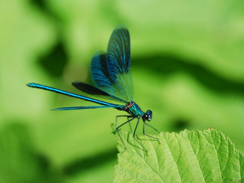 Blue Dragonfly on Leaf — Serene