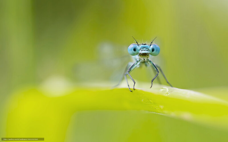 blue dragonfly on leaf