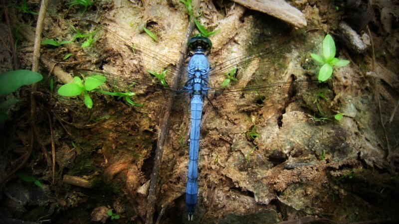 Blue Dragonfly on Log