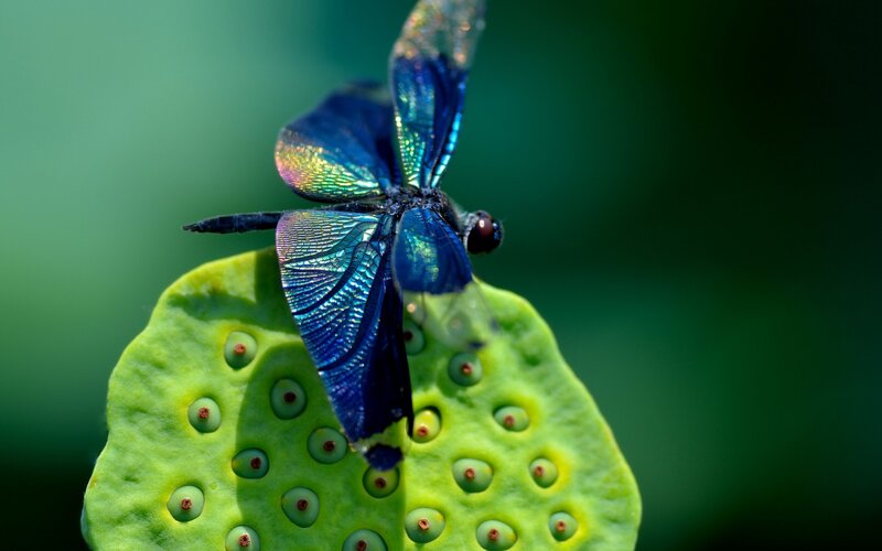 Blue Dragonfly on Lotus Pod — Serene