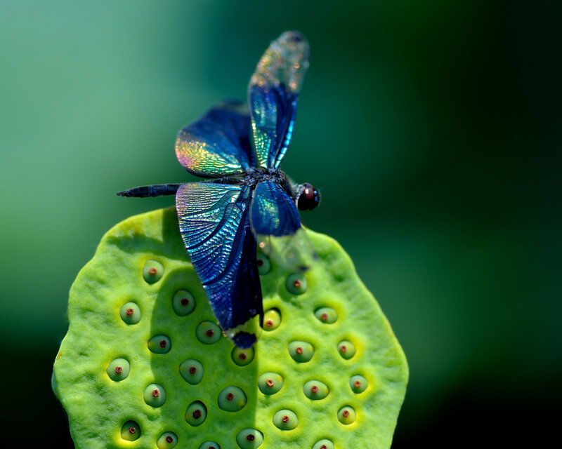 Blue Dragonfly on Lotus Pod