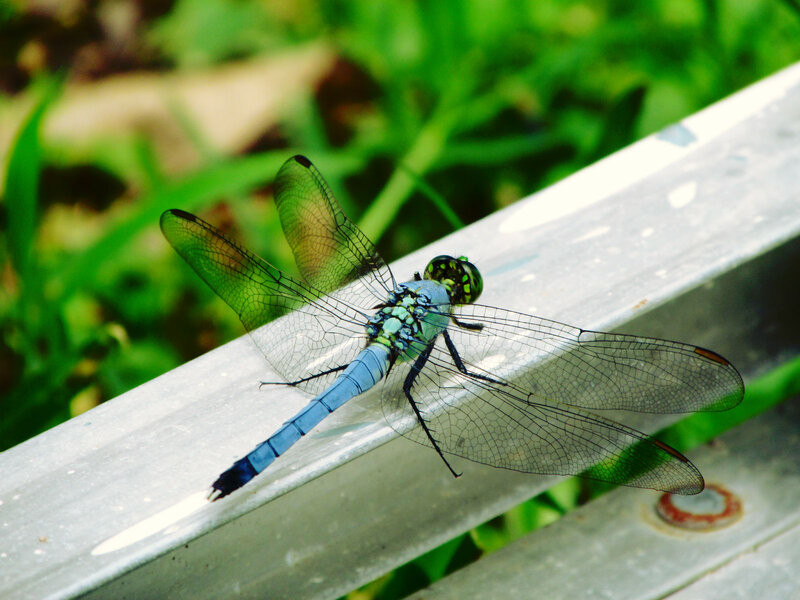 Blue Dragonfly on Metal