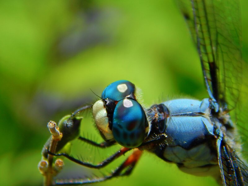 Blue Dragonfly on Plant — Natural