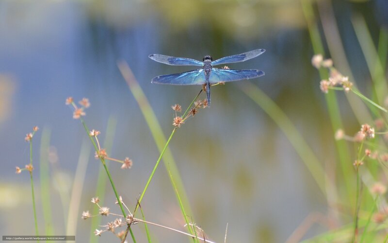 Blue Dragonfly on Plant — Serene, Afternoon