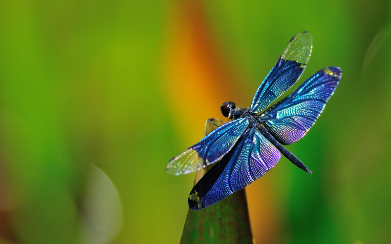 Blue Dragonfly on Plant — Serene