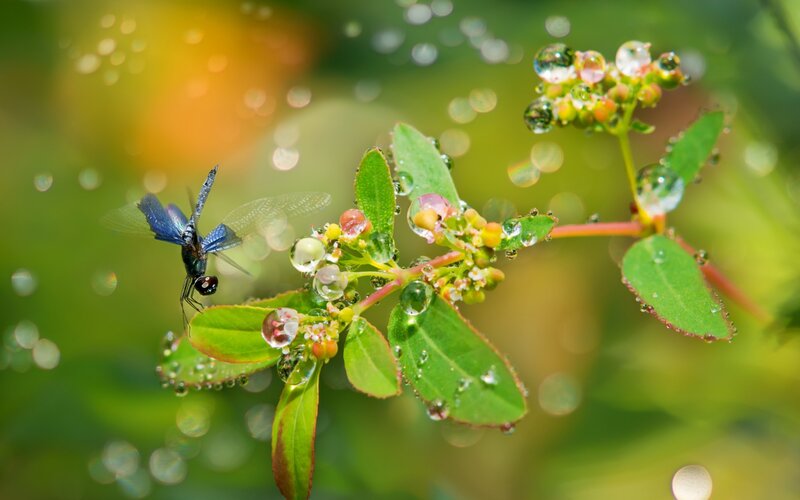 Blue Dragonfly on Plant